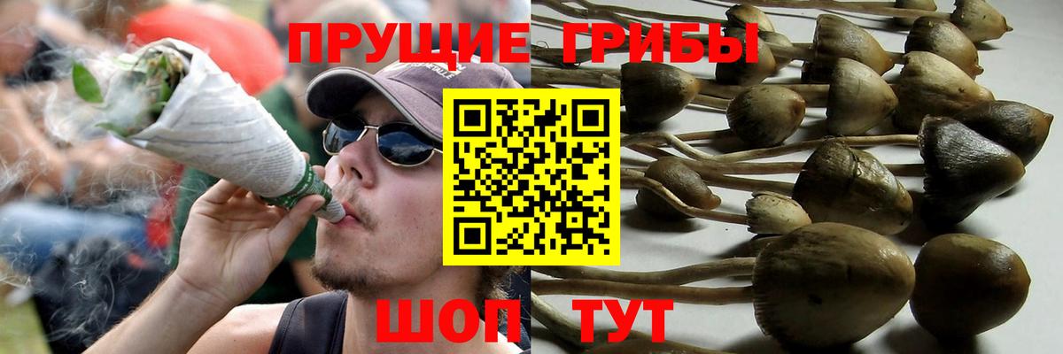Псилоцибиновые грибы Psilocybe  Псилоцибиновые грибы мицелий  Вход с VPN  Киселёвск 